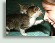 Pippin